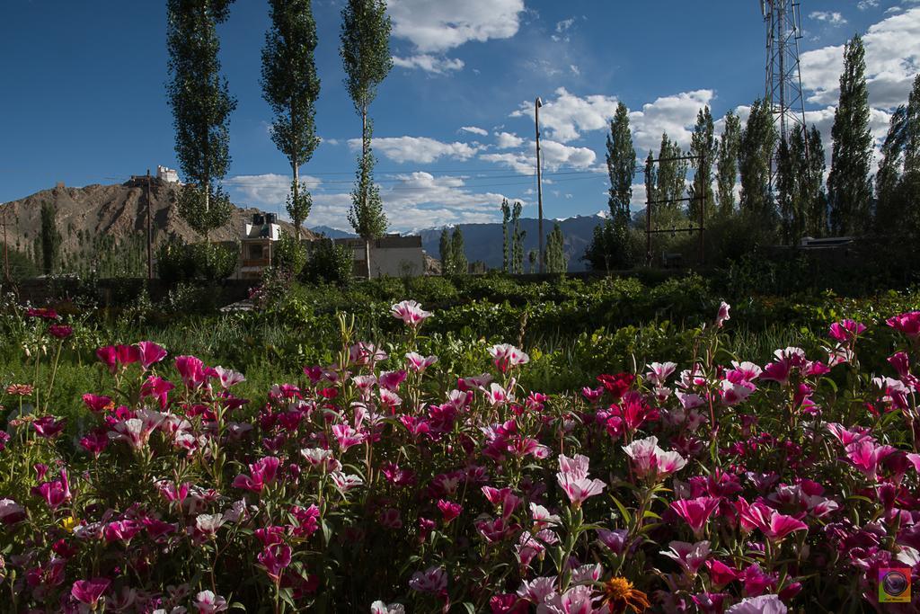 Готель Shaolin Ladakh Лех Екстер'єр фото
